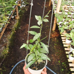 Хойя LACUNOSA SILVER LIME