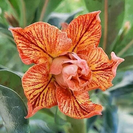 Адениум GOLDEN TIGER