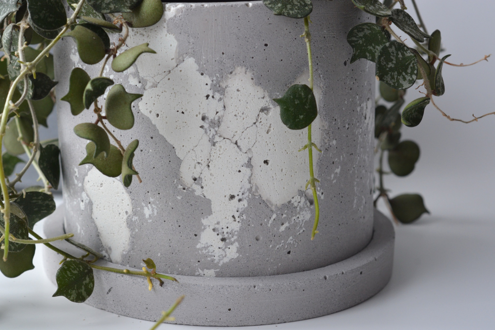 Кашпо Peperomia (под d10)
