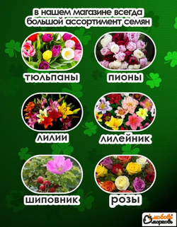 Тюльпан Луковицы неочищенные, Микс сортов, более 100шт+