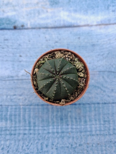 Euphoria Obesa (Эуфорбия)