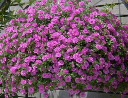 ЕВРО Калибрахоа Mini Famous Uno double pink mania укорененный черенок ОКС начало декабря