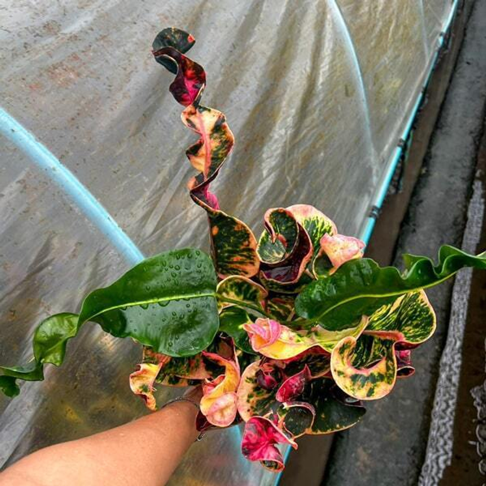 Кротон PHON PHA NGERN