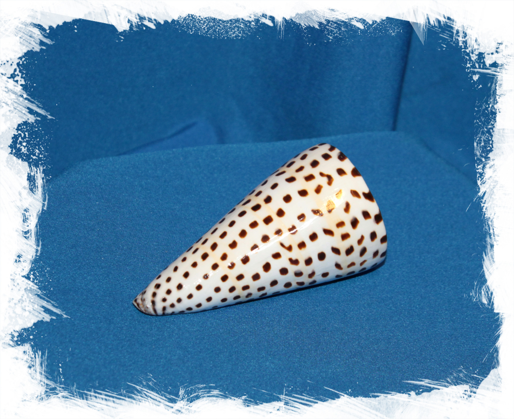 Конус Литтератус 8-11см, 1шт