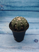 Astrophytum Asterias (Астрофитум)
