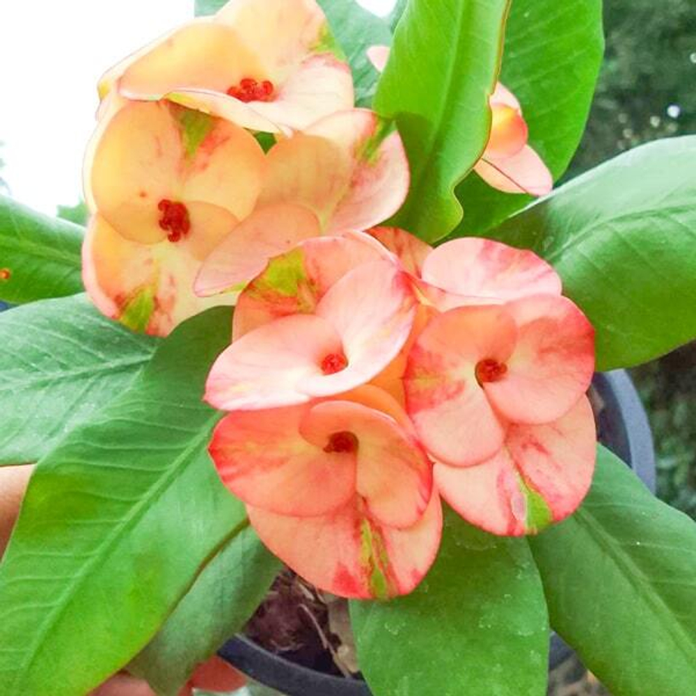 Эуфорбия Миля 3 DIAMOND