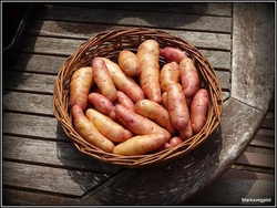 Дикий картофель Розовое Еловое Яблоко (Pink Fir Apple Potatoes), 10 клубней