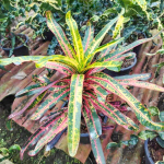 Кротон SAHAT SAKHAN