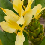 Гедихиум CORONARIUM YELLOW (Н131)