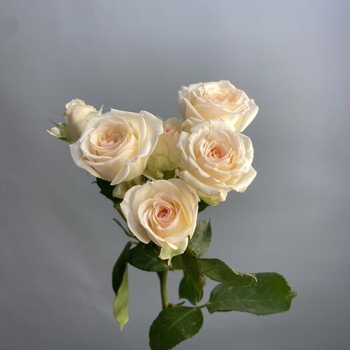 Кустовая роза Квинс ароматная. Цветы поштучно 010 Chalet Green