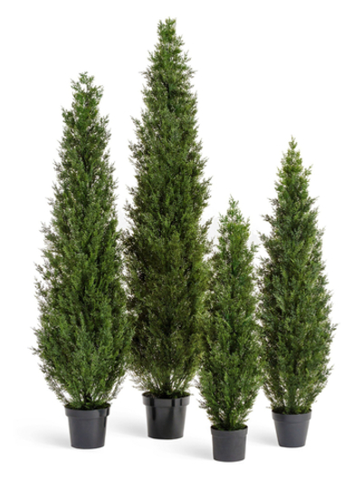 Туя уличная Смарагд Элегант, в-120, 150, 180, 210 см