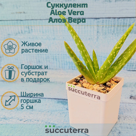 Aloe Vera (Алоэ Вера)