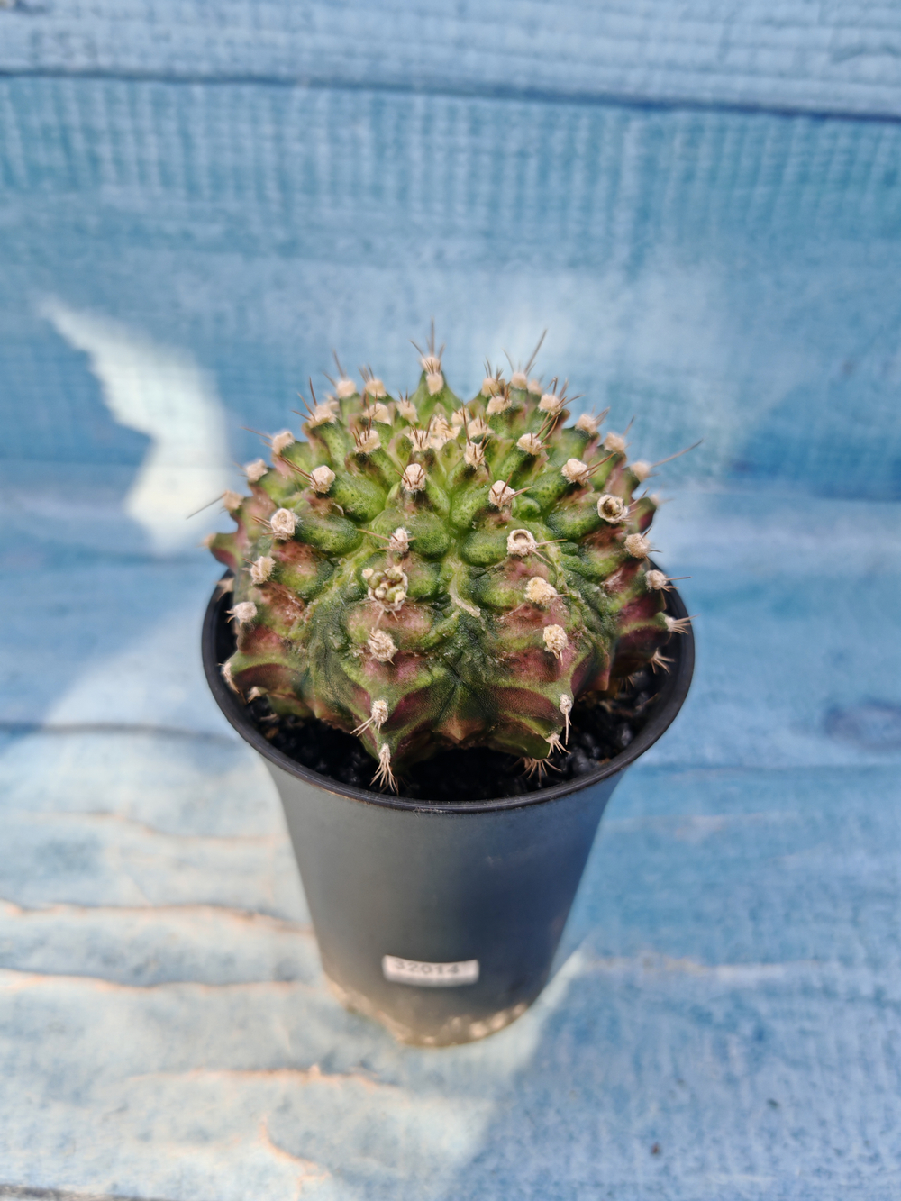 Gymnocalycium T-Rex Pink hybrid (Гимнокалициум)