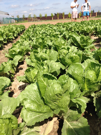 Кранчита семена салата ромэн (Rijk Zwaan / Райк Цваан) в поле – фото 6