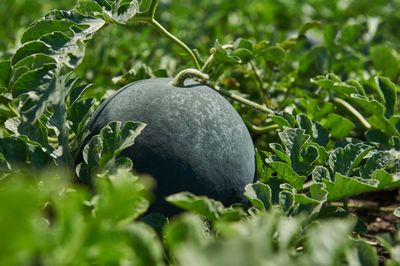 Багама F1 семена арбуза в поле – фото 2