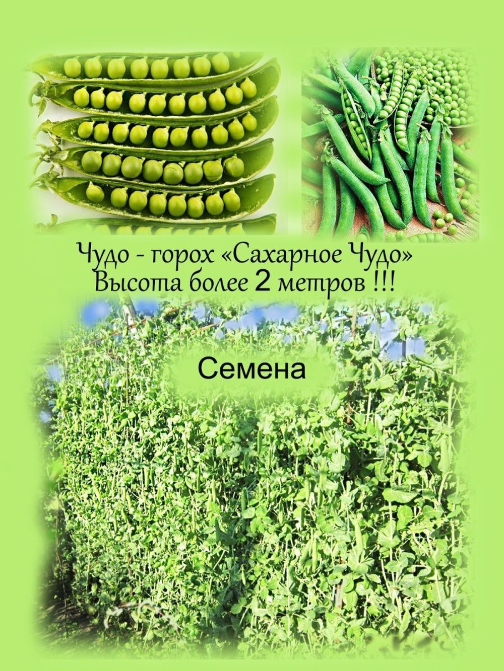 Горох высокорослый лиановый