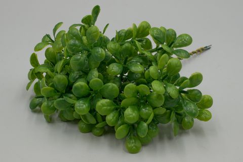 Срез самшит 