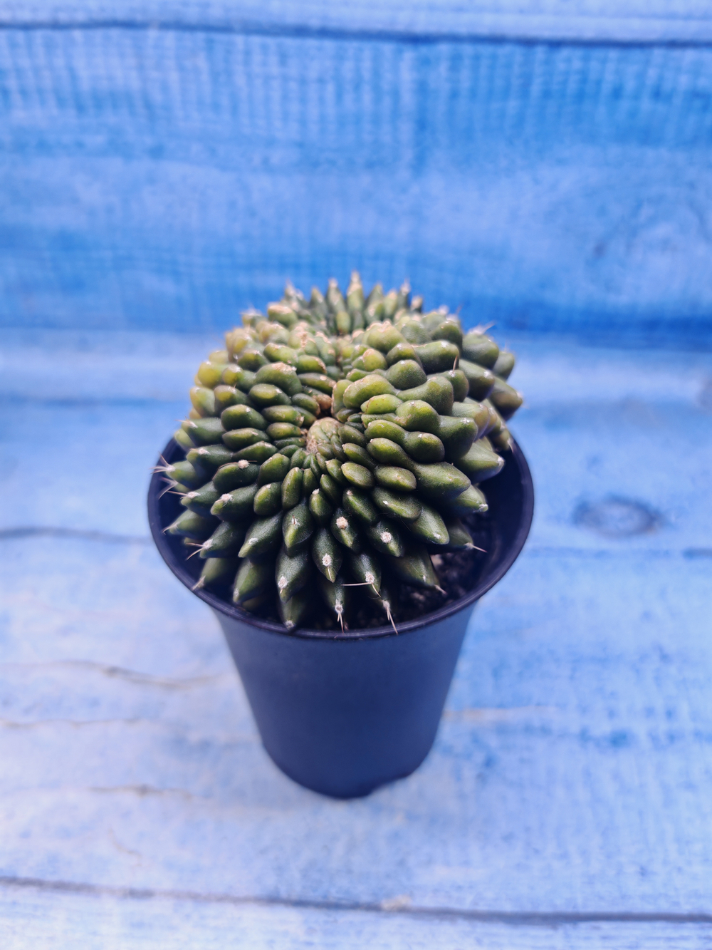 Gymnocalycium Spineless Crested form (Гимнокалициум)