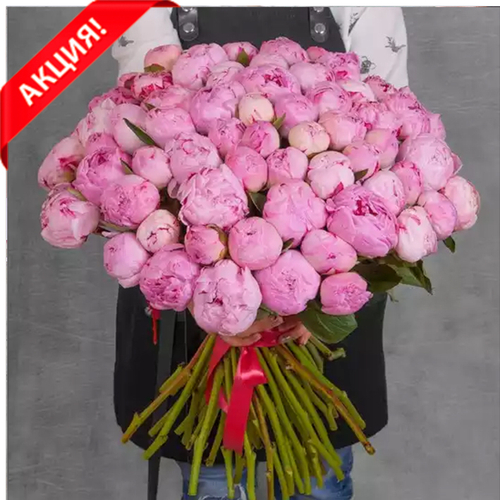 Купить Букет 61 пион "Sarah Bernhardt"