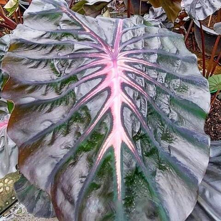 Колоказия PINK RIBBON