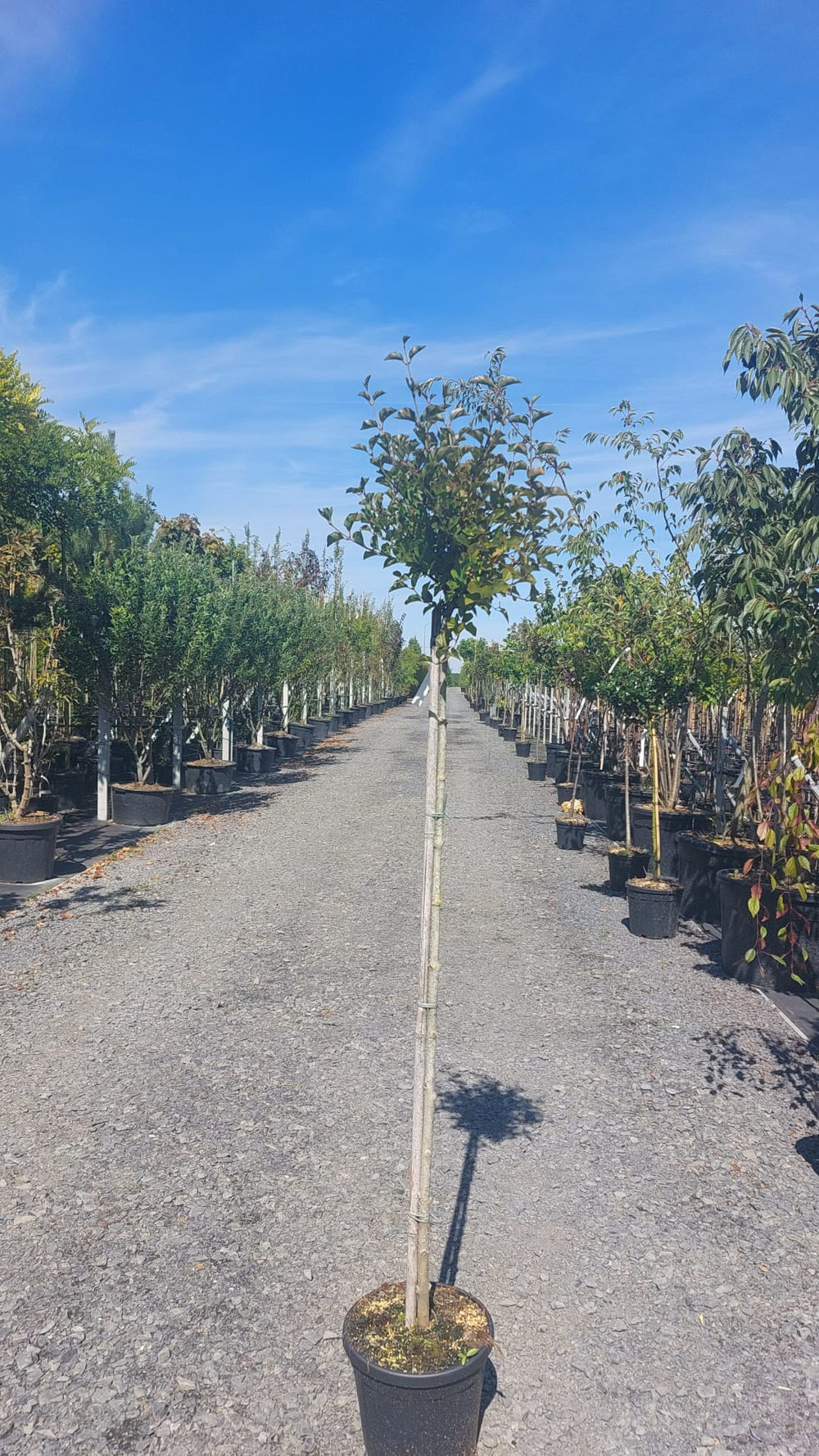 Сирень мейера Палибин штамб Закупка М66 апрель 2026