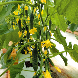 Огурец Гилрой F1 7шт ВитаГрин ЭКСТРА