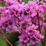 Бадан сердцелистный Rotblum