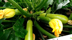 Кабачок Марьян F1 5шт Мировые Семена VITA GREEN