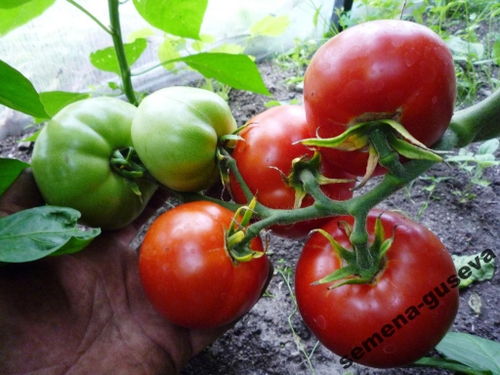 Помидоры Делишес — Delicious