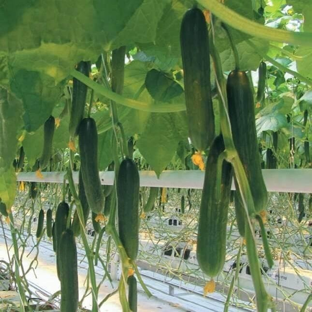 Мономах F1 семена огурца партенокарпического (Гавриш)