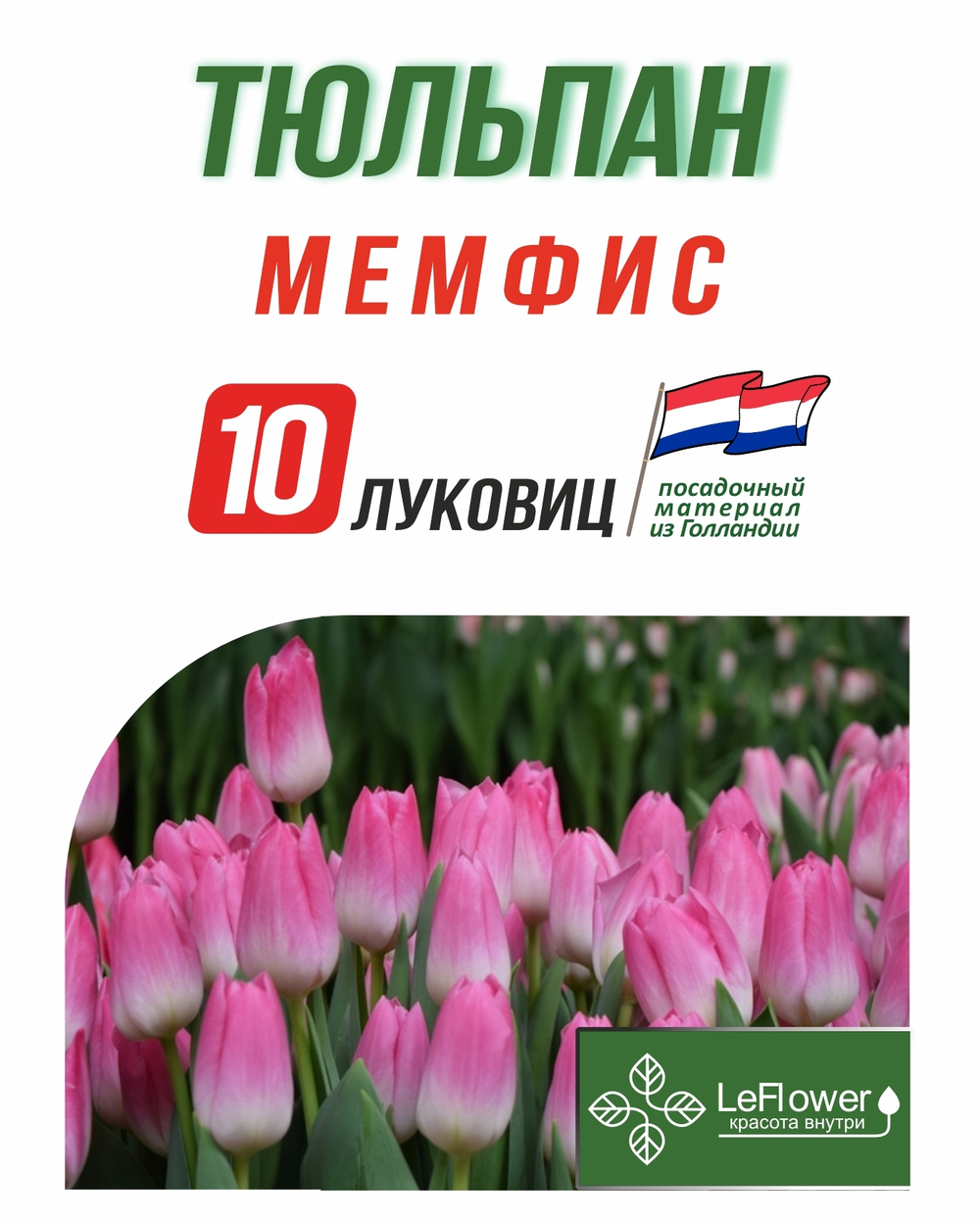 Тюльпан Мемфис, 10 шт