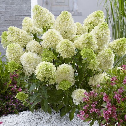 Гортензия метельчатая Скайфолл