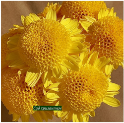 Anderton Крупноцветковые хризантемы ☘ ан 52    (отгрузка  Сентябрь)