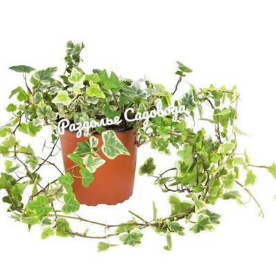 Хедера (плющ) Вариегата