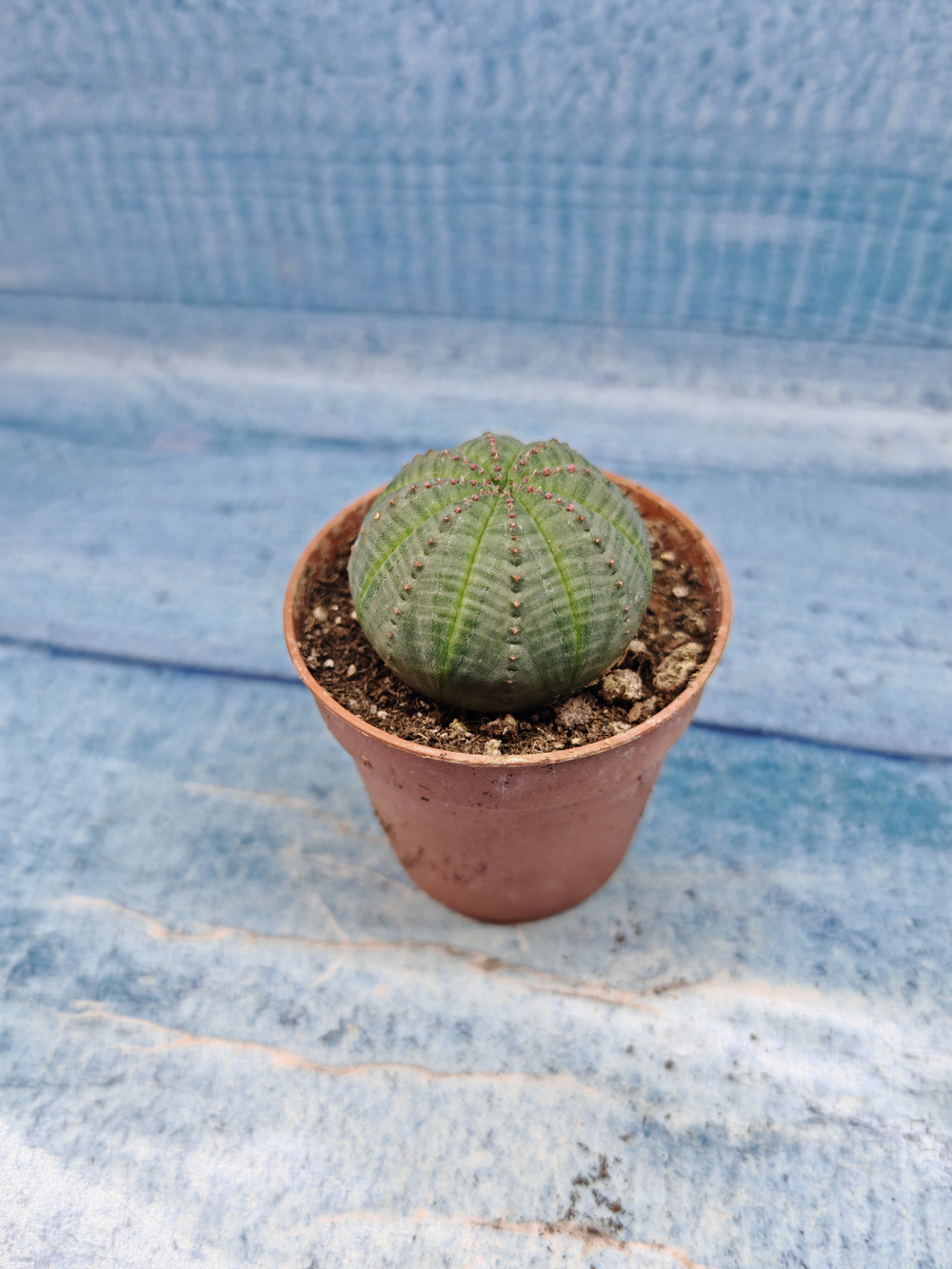 Euphoria Obesa (Эуфорбия)