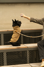 Попона "Пони-попони" песочная