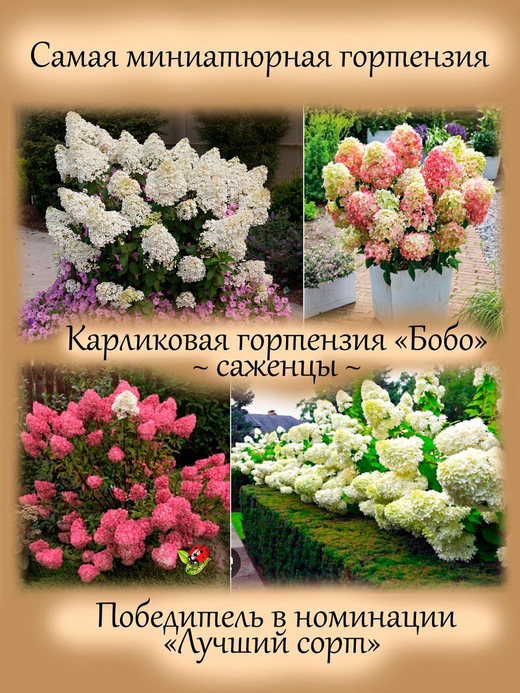 Гортензия Бобо низкорослая карликовая метельчатая