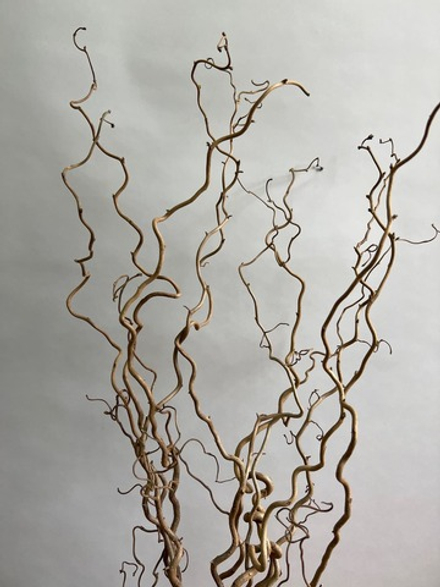 Корилус 80 см