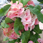 Эуфорбия Миля PETCH SIAM NEW