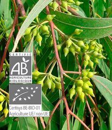 Эвкалипт Смита, натуральное эфирное масло БИО, Pranarom