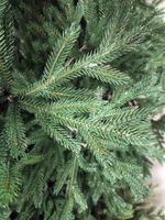 Ель искусственная голубая «Грация» (Литая хвоя) 180 см / 1.8 м