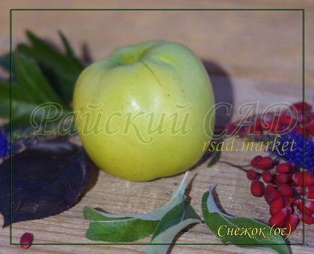 Яблоня Снежок (Дочь Антоновки)
