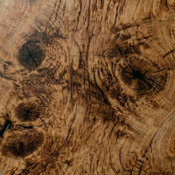 Дуб глазковый