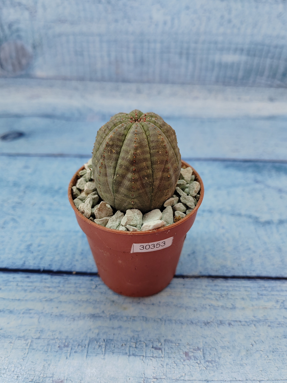 Euphoria Obesa (Эуфорбия)