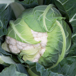 Форталеза F1 семена капусты цветной (Seminis / Семинис)