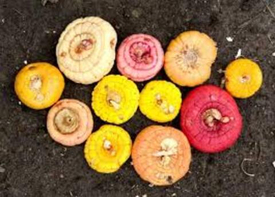 Инструкция для посадки ГЛАДИОЛУСОВ