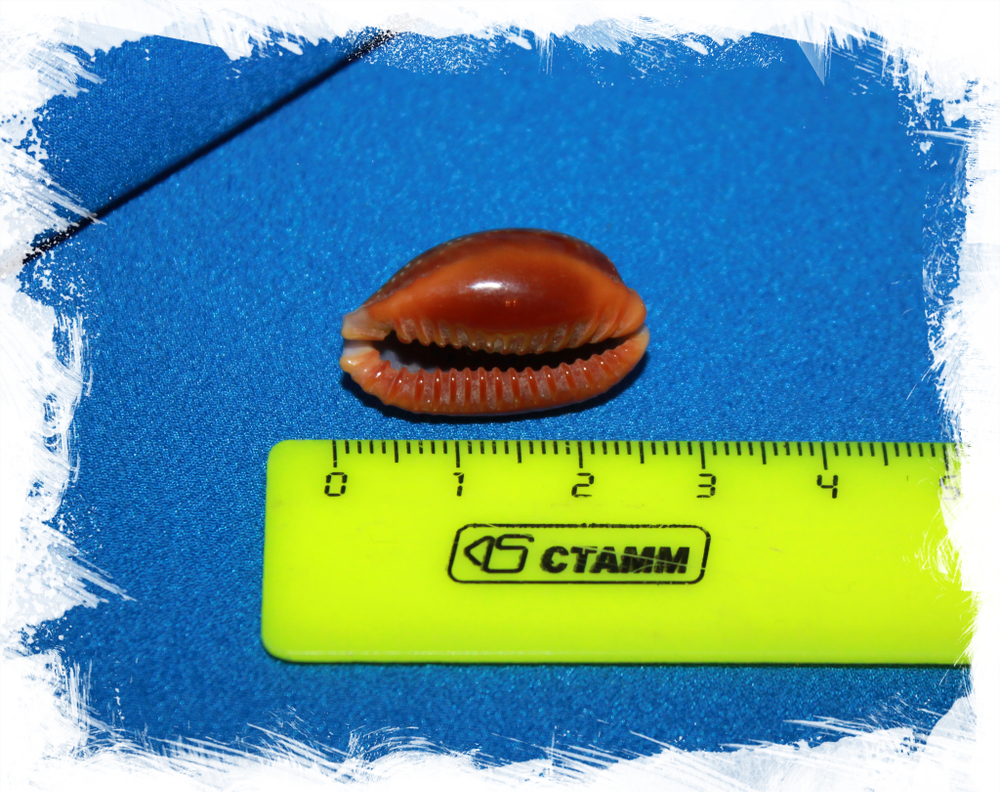 Ципрея хелвола с 1 отверстием, 1,5-2,5см, 1шт