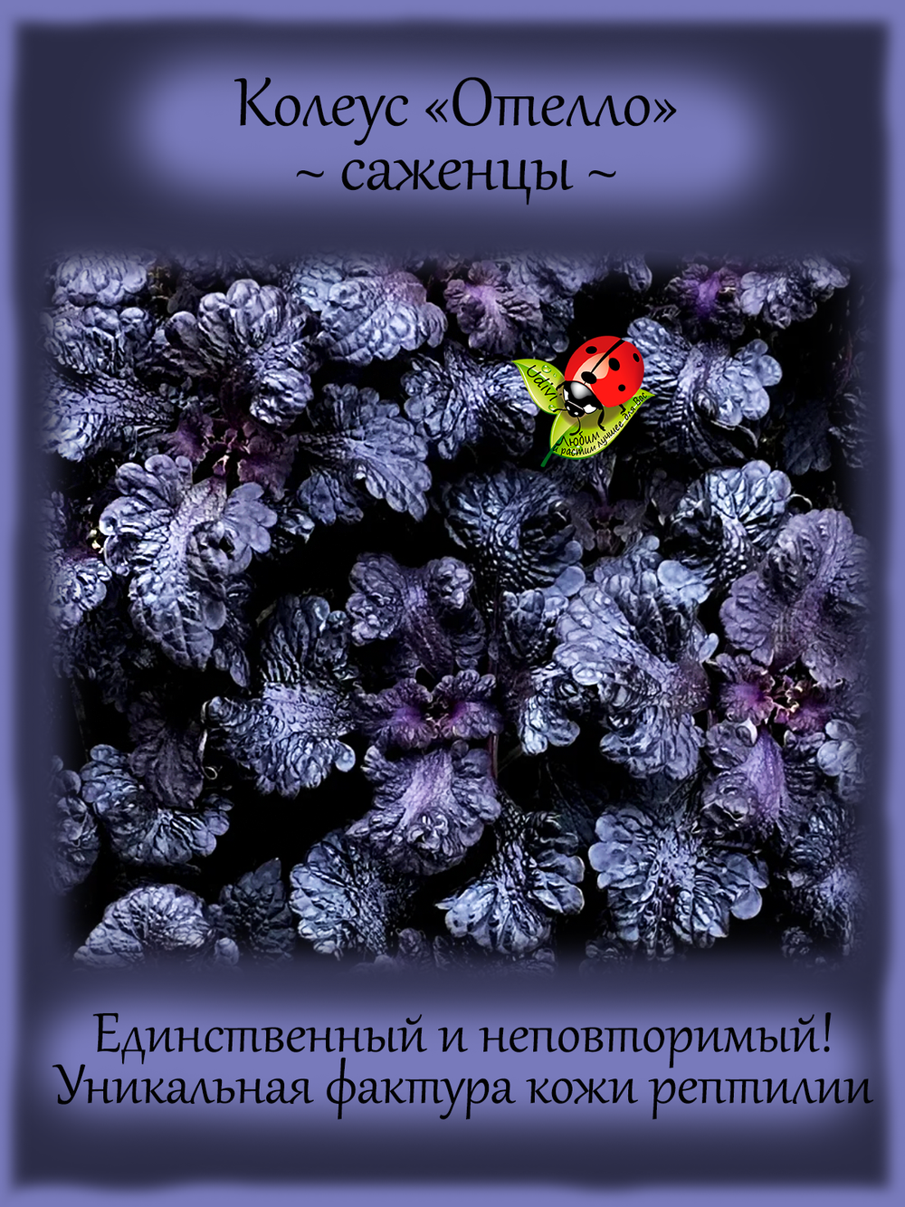 Колеус Отелло
