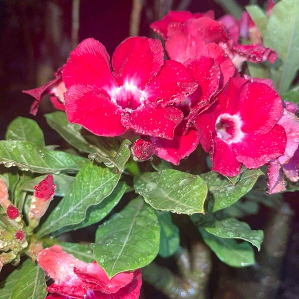 Адениум обесум RUBY RED