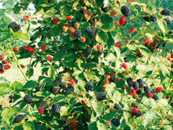 Ежевика Небеса Закупка М71 июнь 2026